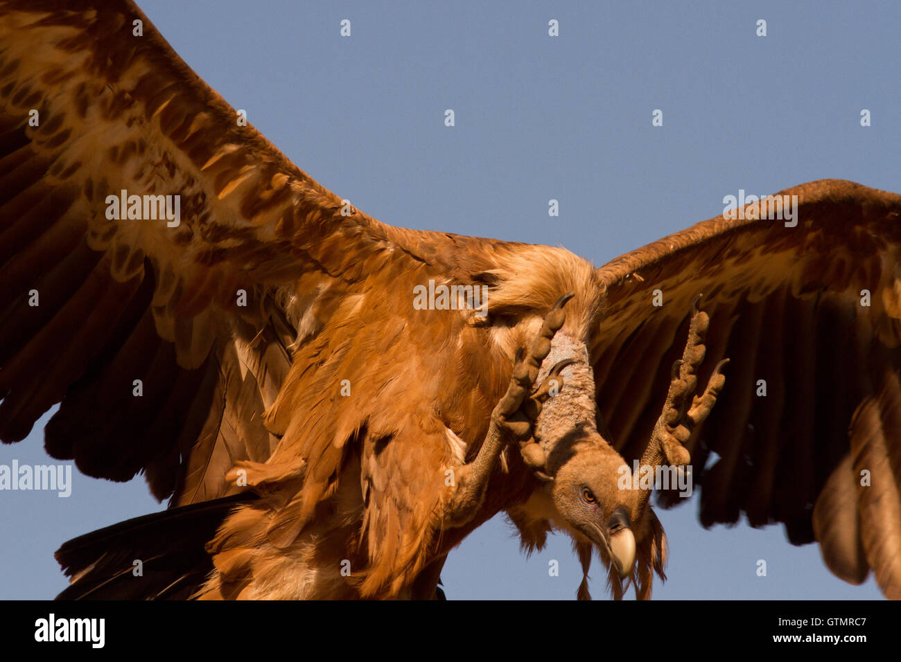 Vautour fauve (Gyps fulvus) est un atterrissage sur une charogne, Espagne Banque D'Images