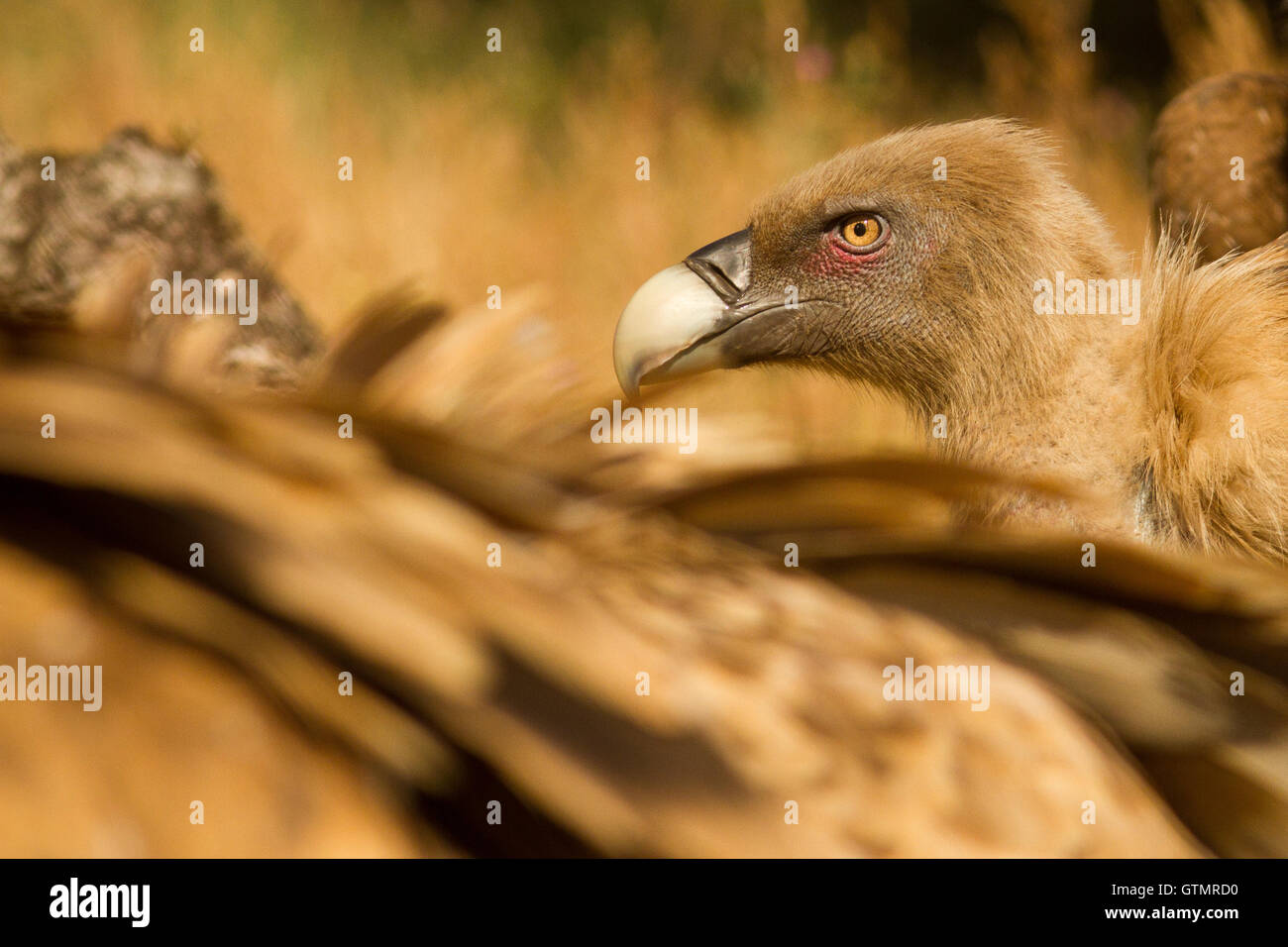 Vautour fauve (Gyps fulvus), manger sur une charogne, Espagne Banque D'Images