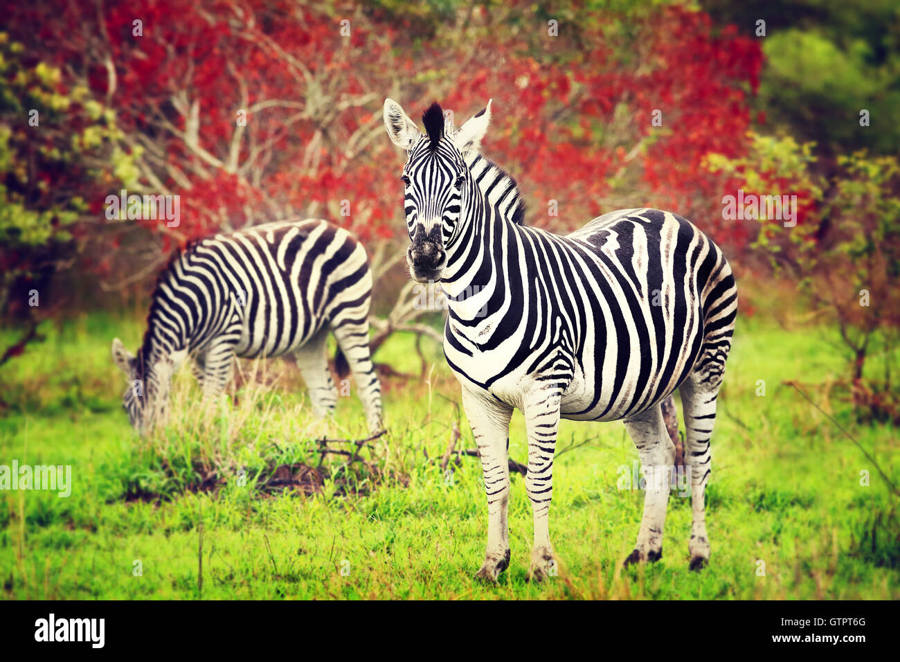 Les zèbres de l'Afrique, l'alimentation des animaux sauvages de l'herbe dans le parc national Kruger, safari, safari Eco Voyages et tourisme Banque D'Images
