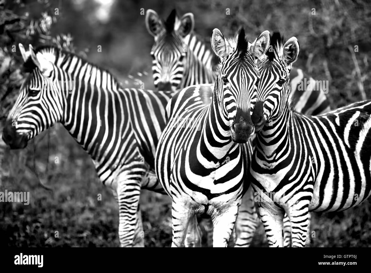 Photo en noir et blanc d'une famille de zèbres sauvages, de beaux animaux d'Afrique, Kruger National Park, safari game drive Banque D'Images