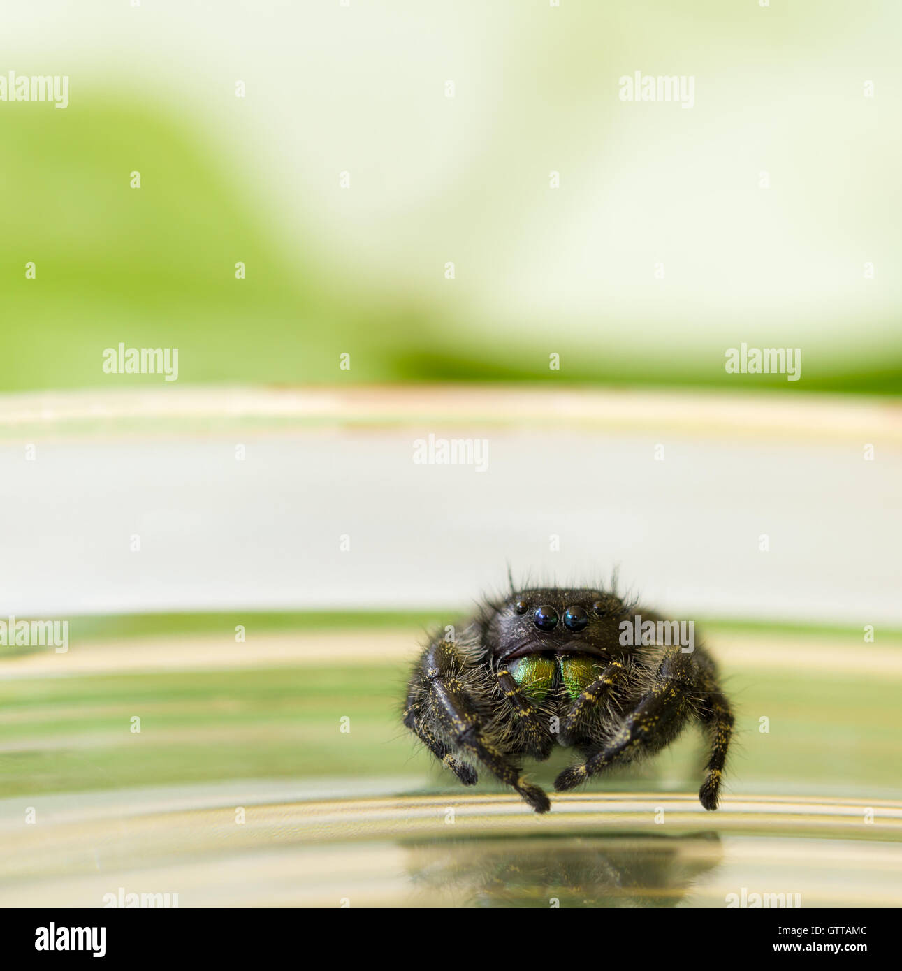 Araignée sauteuse mâle de près, avec des crocs irisé, qui sont en réalité sa mâchoire. Banque D'Images