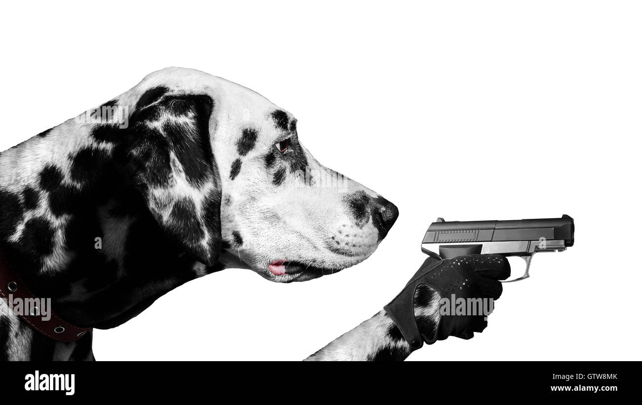 Chien dalmatien paw tenant un fusil et gantée takes aim Banque D'Images Chien dalmatien paw tenant un fusil et gantée takes aim Banque D'Images