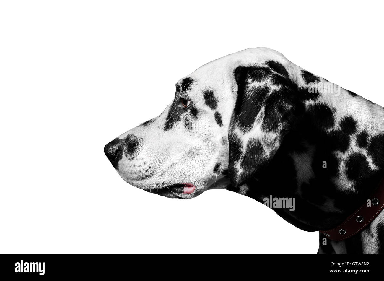 Portrait de chien dalmatien en profil photo studio Banque D'Images