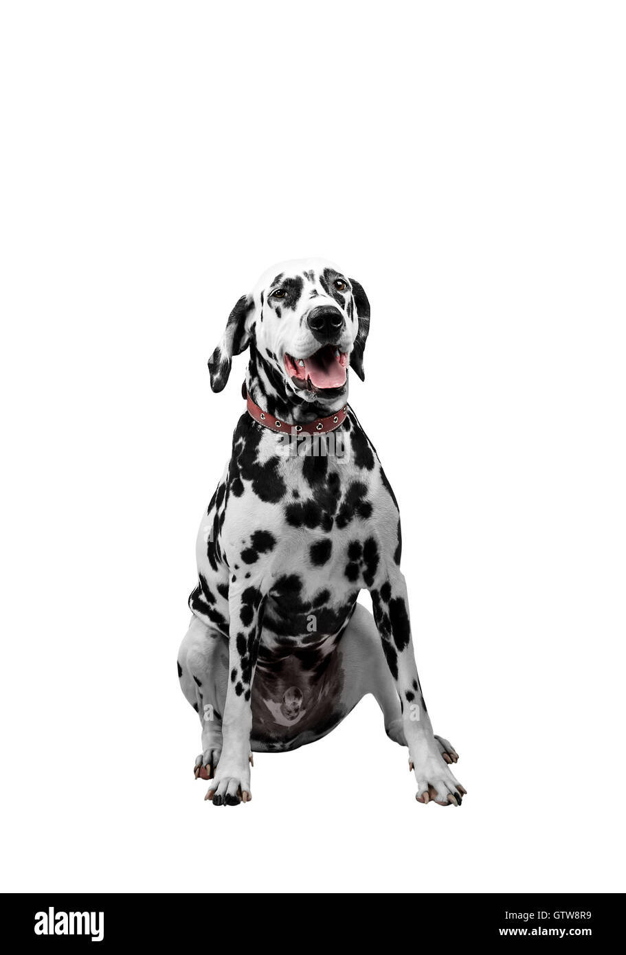 Chien dalmatien assis et à l'avant avec sa langue Banque D'Images