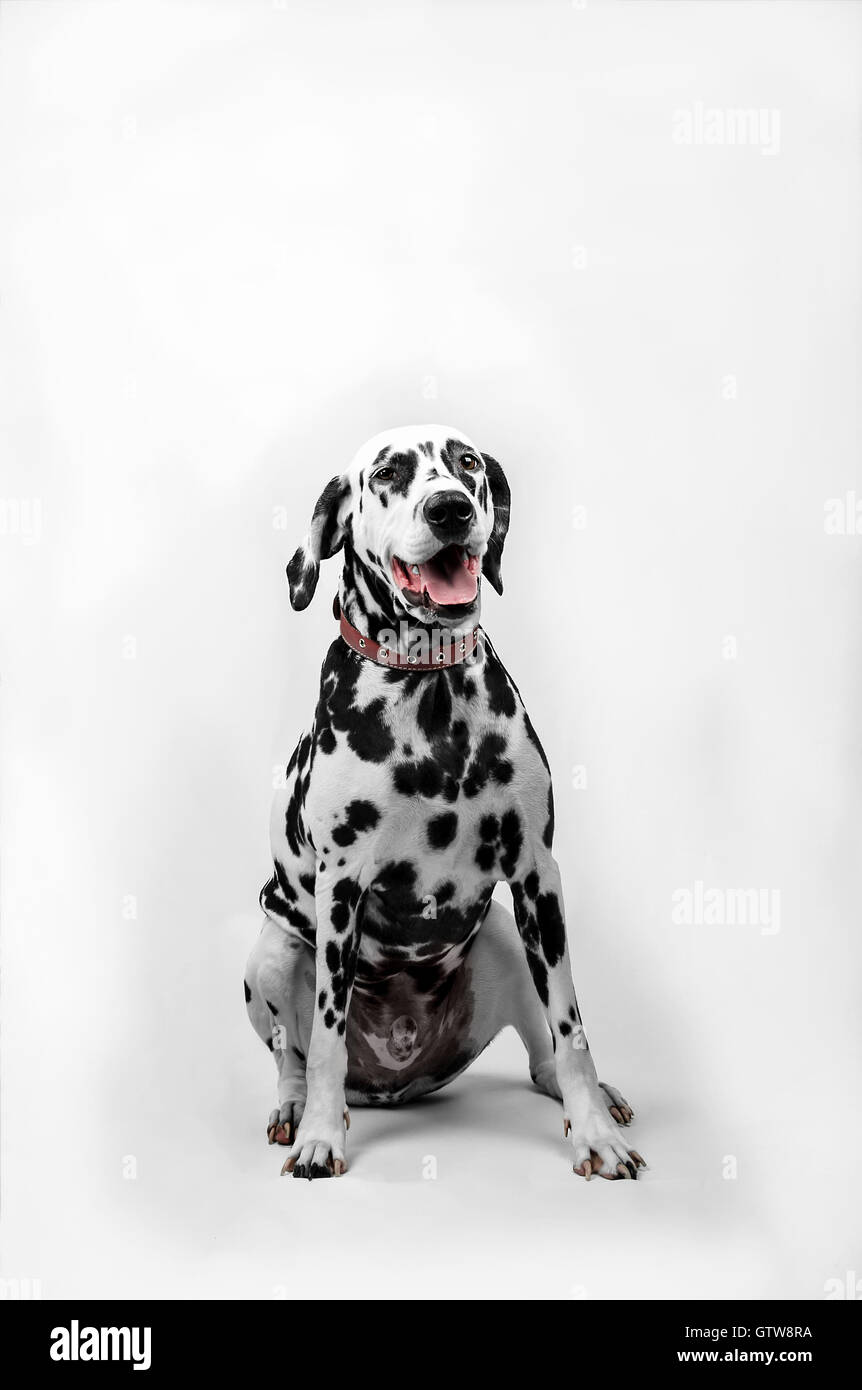 Chien dalmatien assis et à l'avant avec sa langue Banque D'Images