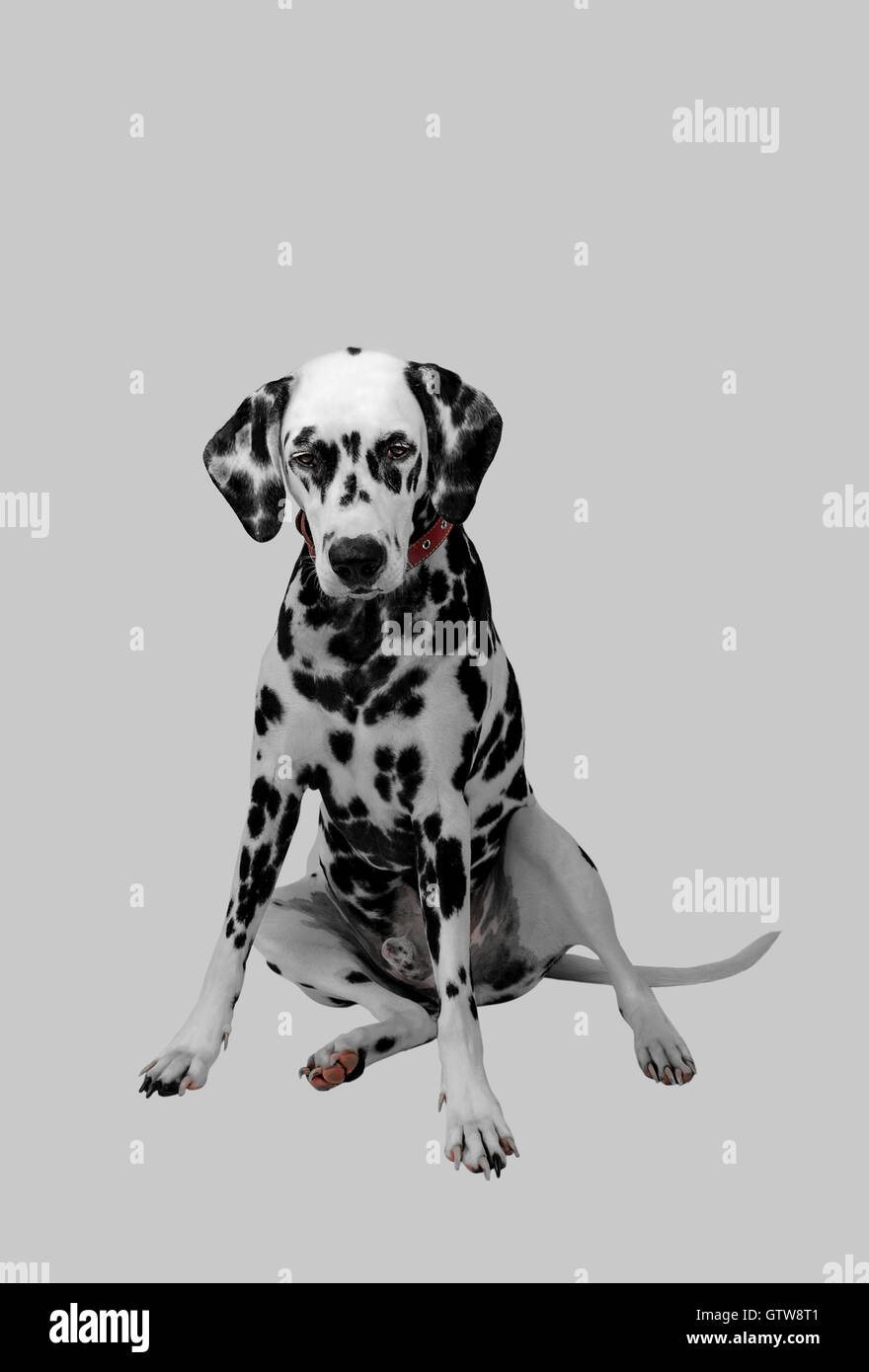 Chien dalmatien assis et regardant en bas photo studio Banque D'Images