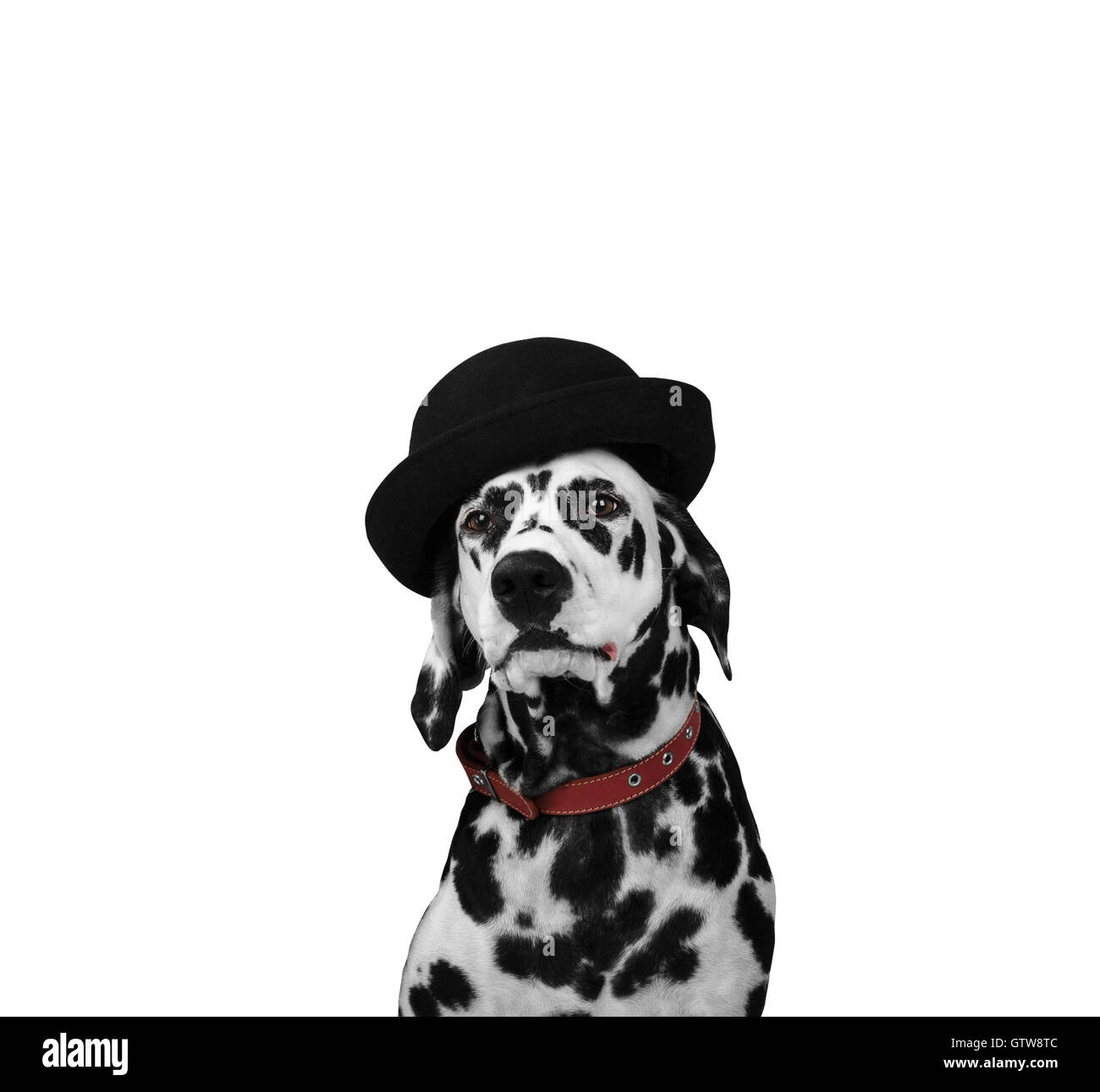 Chien dalmatien dans un chapeau noir est assis et regarde dans la caméra isolée Banque D'Images