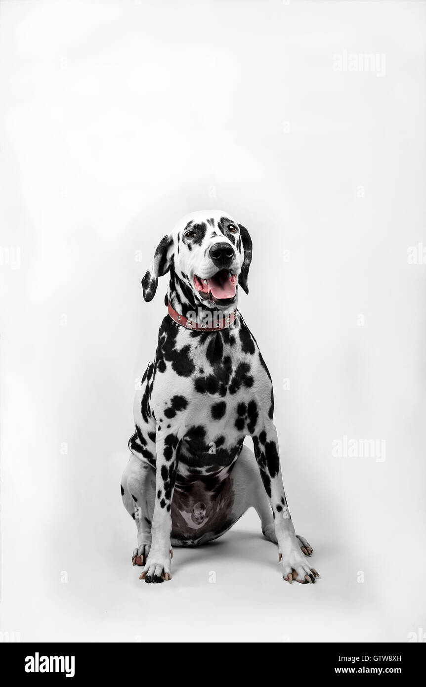 Chien dalmatien assis et à l'avant avec sa langue Banque D'Images