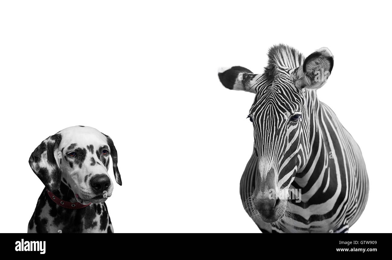 Zebra et chien dalmatien - Isolated on white Banque D'Images