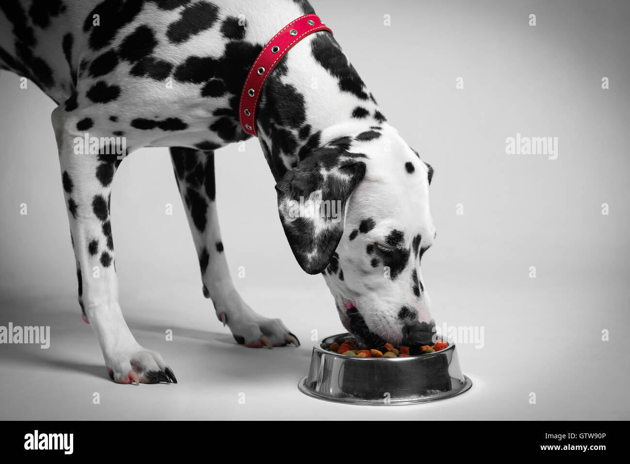 Noir et blanc dalmatien chien de manger la viande sèche nourriture pour dalmatien à partir d'un bol en métal. Heureux chien Dalmatien. Banque D'Images