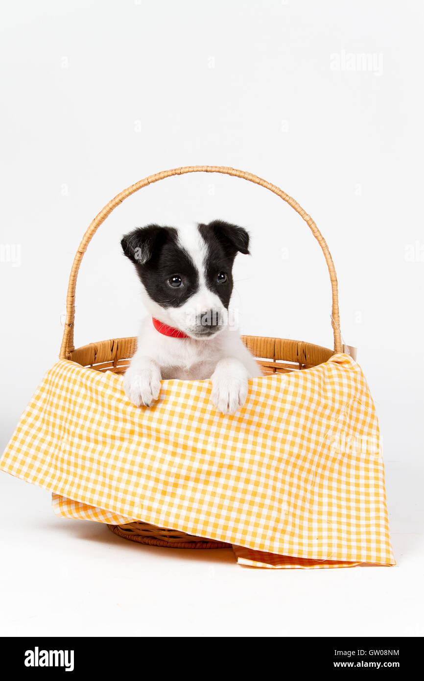 Un joli mélange breed puppy placés dans un panier Banque D'Images