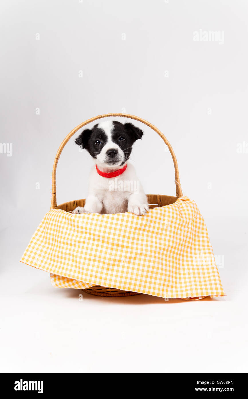 Un joli mélange breed puppy placés dans un panier Banque D'Images