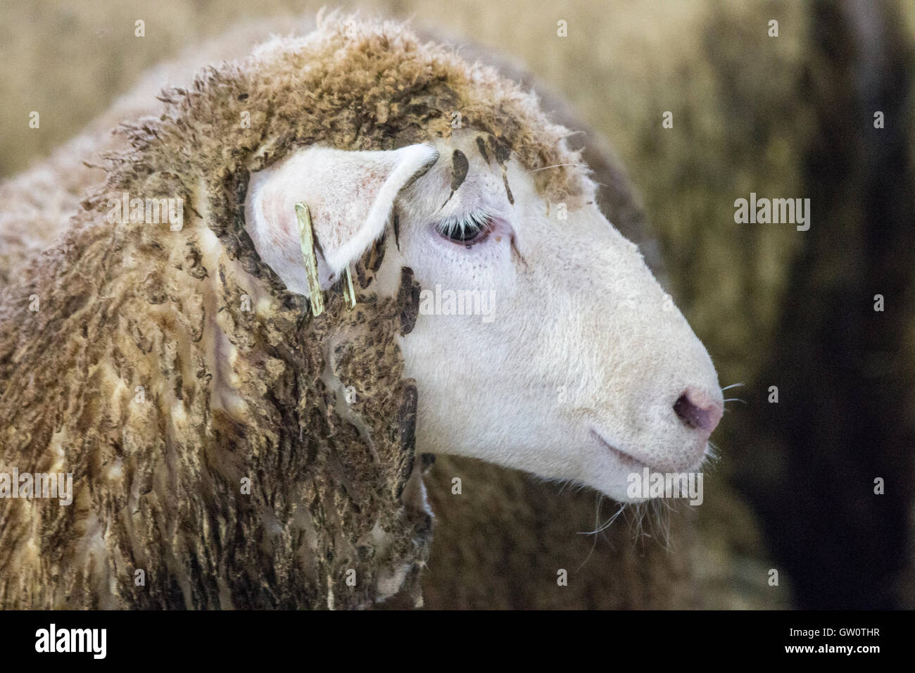 mouton sale Banque D'Images