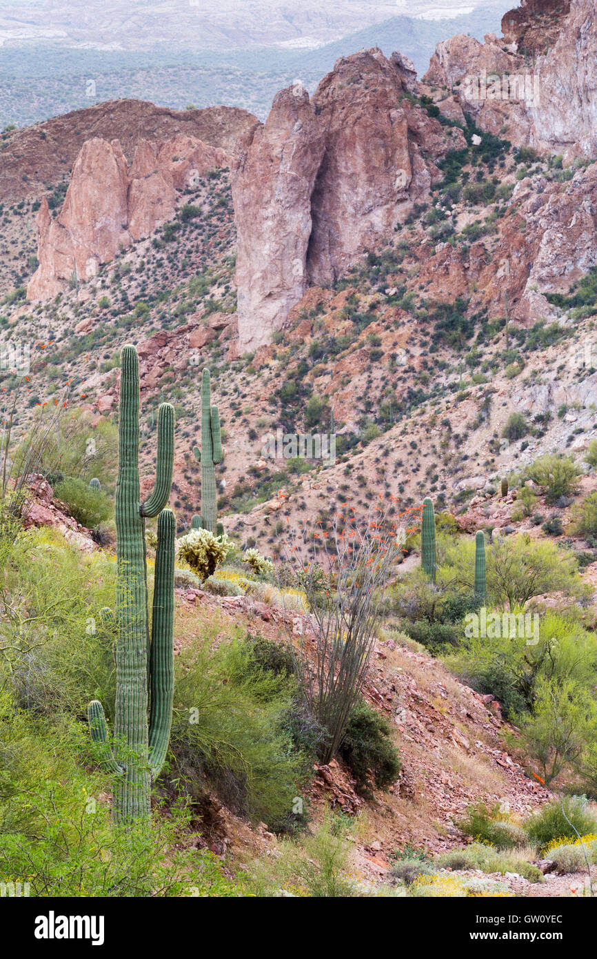 Saguaro cactus et autre végétation du désert de Sonoran une doublure canyon rocheux le long du sentier de l'Arizona. Gila River Canyons, Arizona Banque D'Images
