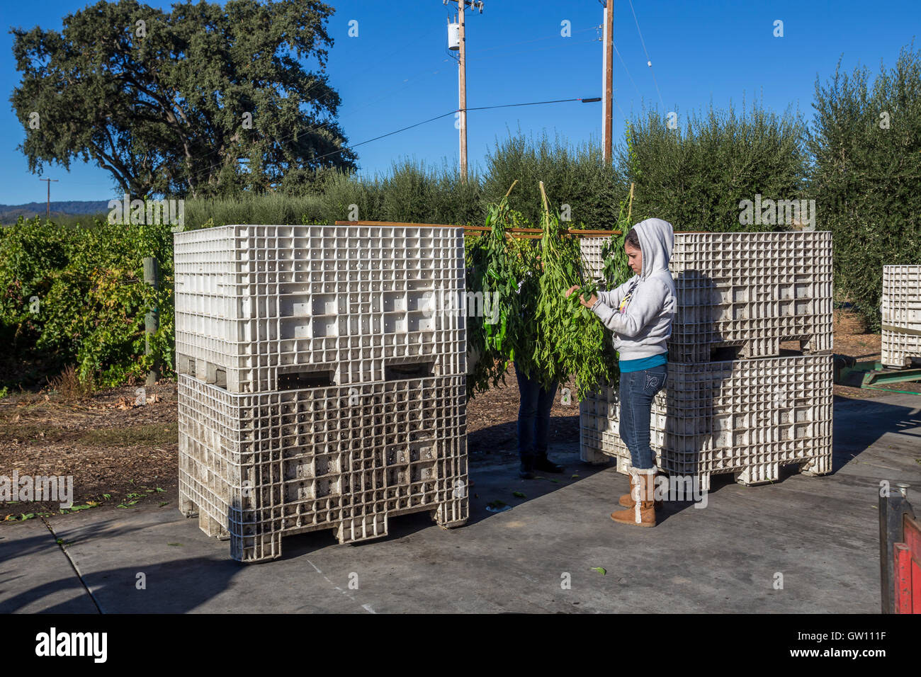 Femme hispanique, winery travailleur, le séchage des piments verts, bassin rond Moulin d'olive, Rutherford, Napa Valley, Californie Banque D'Images