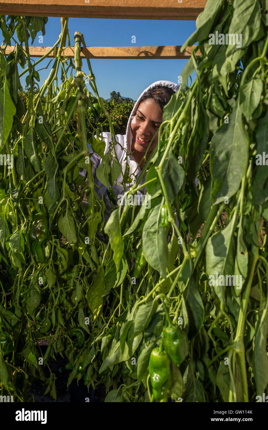 Femme hispanique, winery travailleur, le séchage des piments verts, bassin rond Moulin d'olive, Rutherford, Napa Valley, Californie Banque D'Images