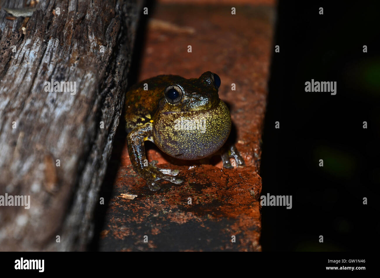 Mâle appelant Peron's tree frog (Litoria peronii), St Ives, Sydney, New South Wales, Australia Banque D'Images