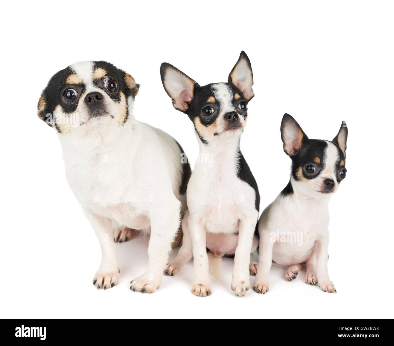 Deux chiots de Chihuahua et leur mère avec de grands yeux étonnés s'asseoir sur fond blanc isolé. Tous sont en noir et blanc Banque D'Images