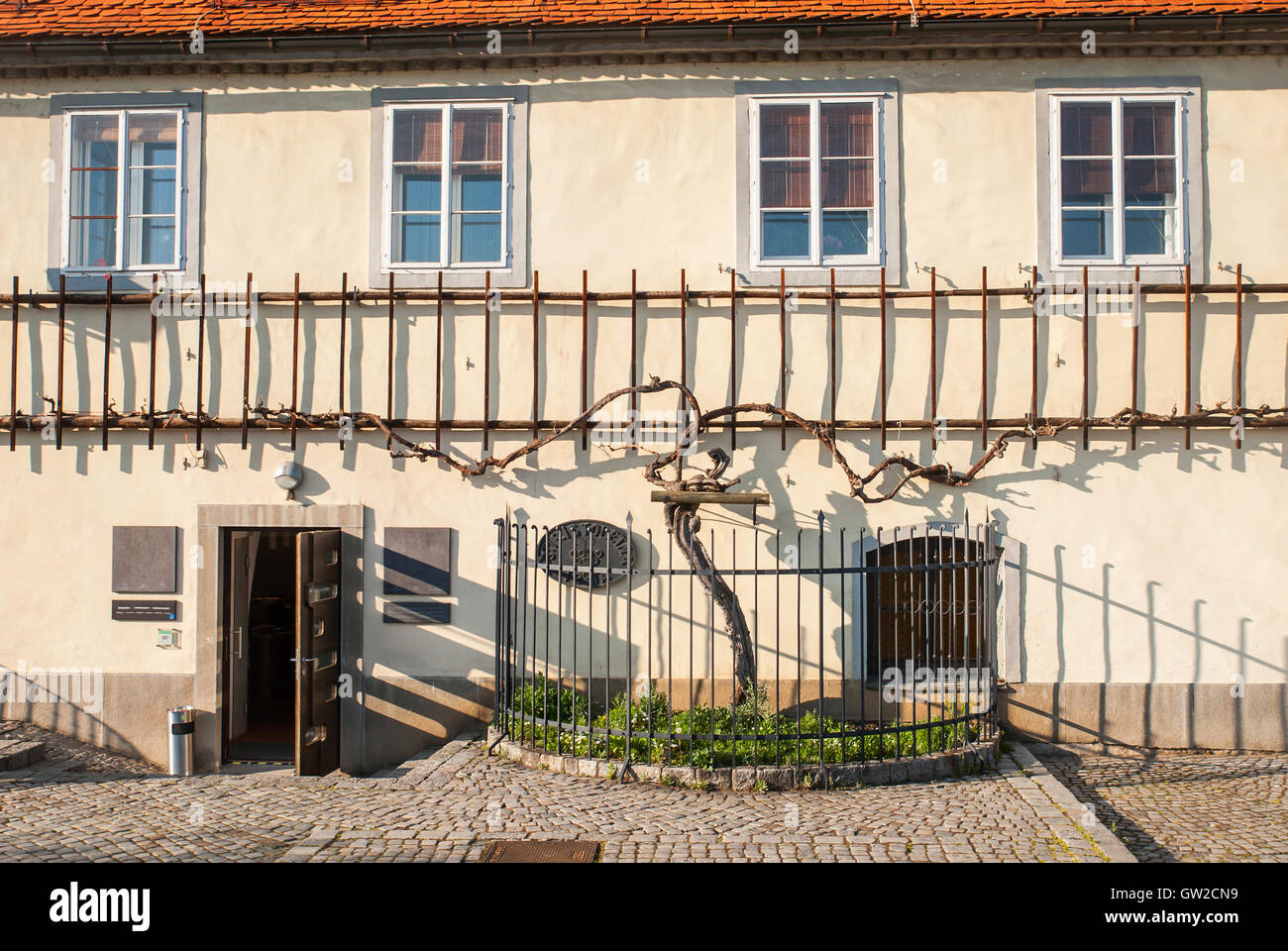 La vieille vigne, la vigne la plus ancienne au monde, Maribor, Slovénie Banque D'Images