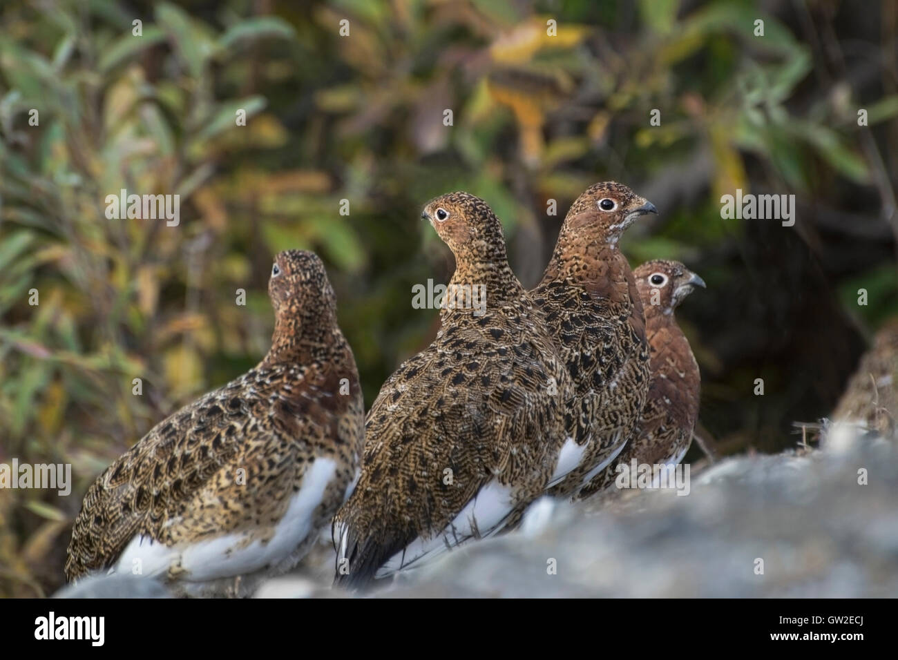 Lagopède des saules (Lagopus lagopus) est l'oiseau de l'état de l'Alaska. Le Lagopède illustré ici est le plumage en été qui sera Banque D'Images