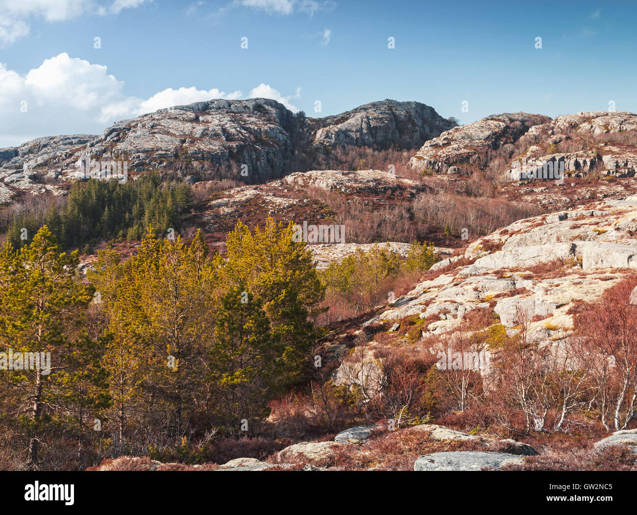 Le nord de la Norvège au printemps. Paysage de montagne avec des pins et rouge de plus en plus sur les rochers. Moss Photo correction tonale fil chaud Banque D'Images