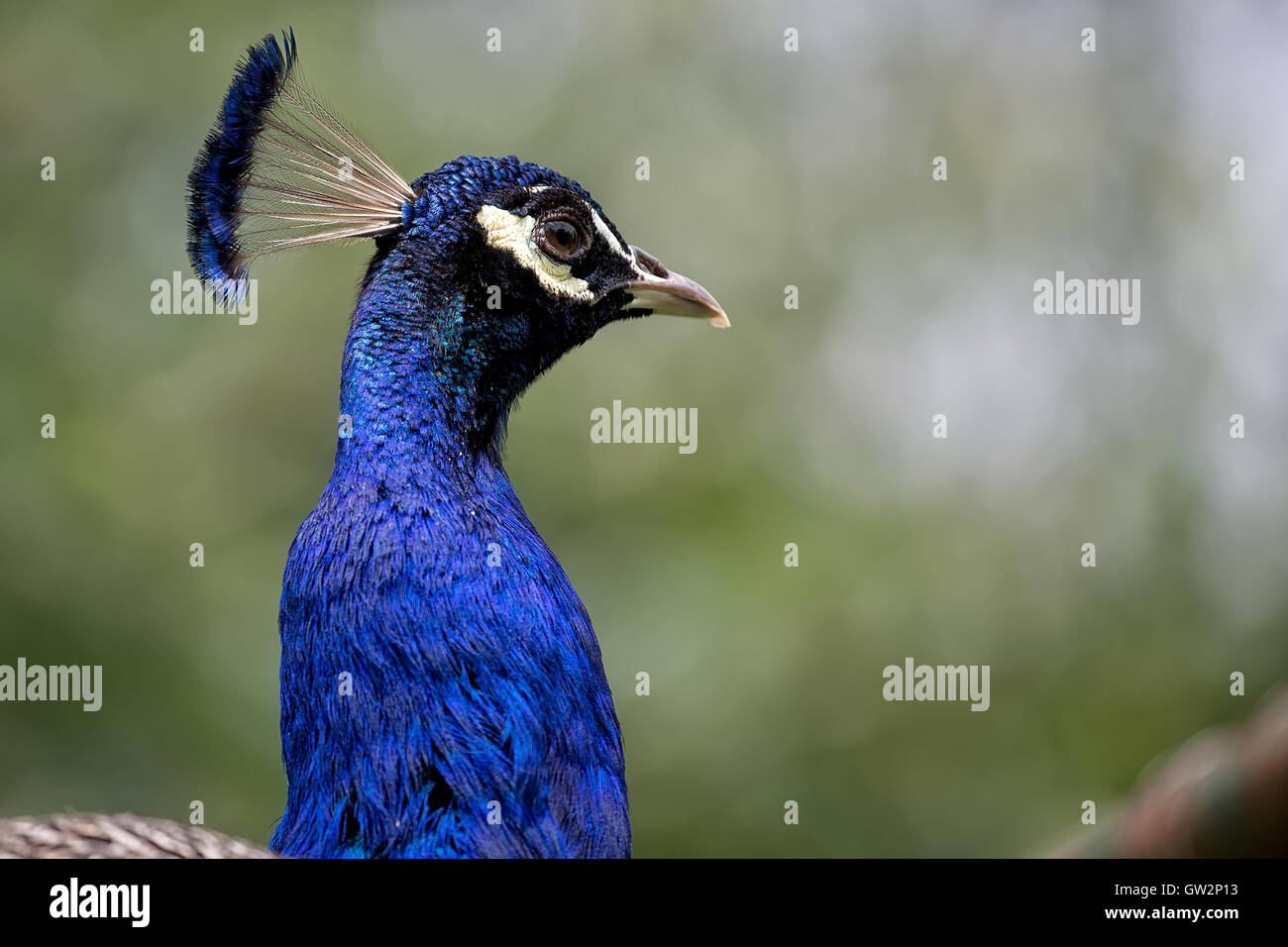 Peacock dans la nature, un portrait Banque D'Images