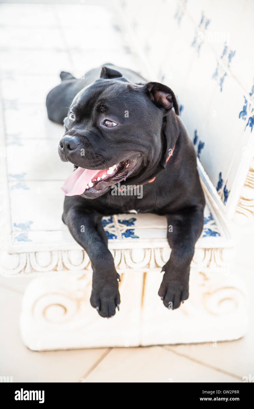 Staffordshire Bull Terrier chien couché sur un banc en pierre, ses pieds sont suspendues sur le bord de l'établi, Banque D'Images