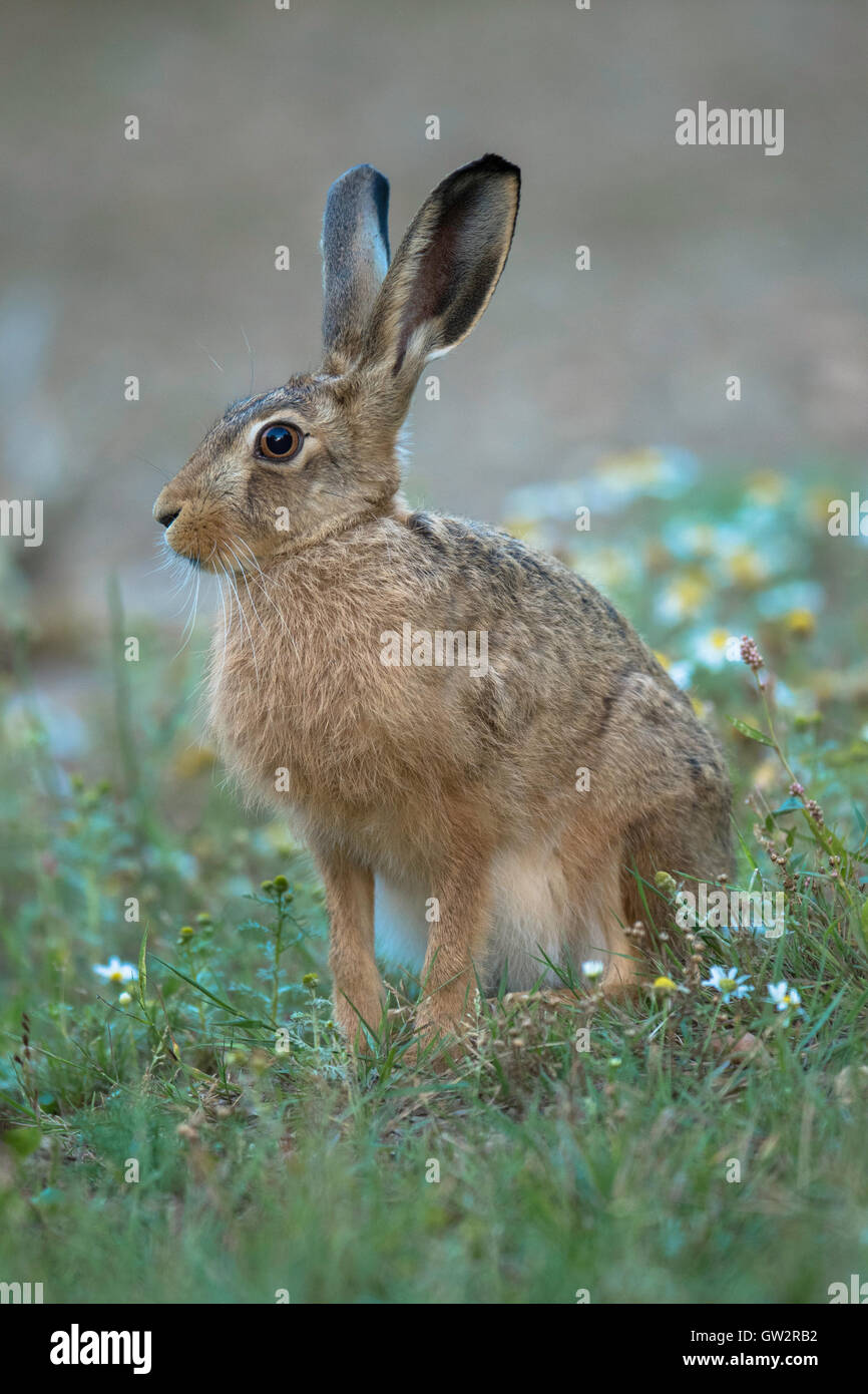 Lièvre brun (Lepus europaeus) assis dans un espace couvert de mauvaises herbes des terres agricoles. Banque D'Images