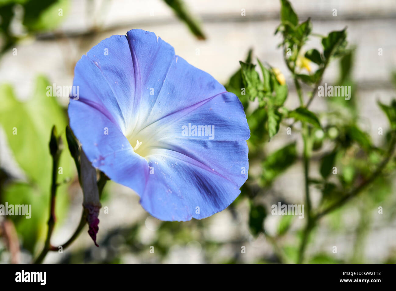 Morning Glory (Ipomoea tricolor 'Heavenly Blue') fleur. Banque D'Images