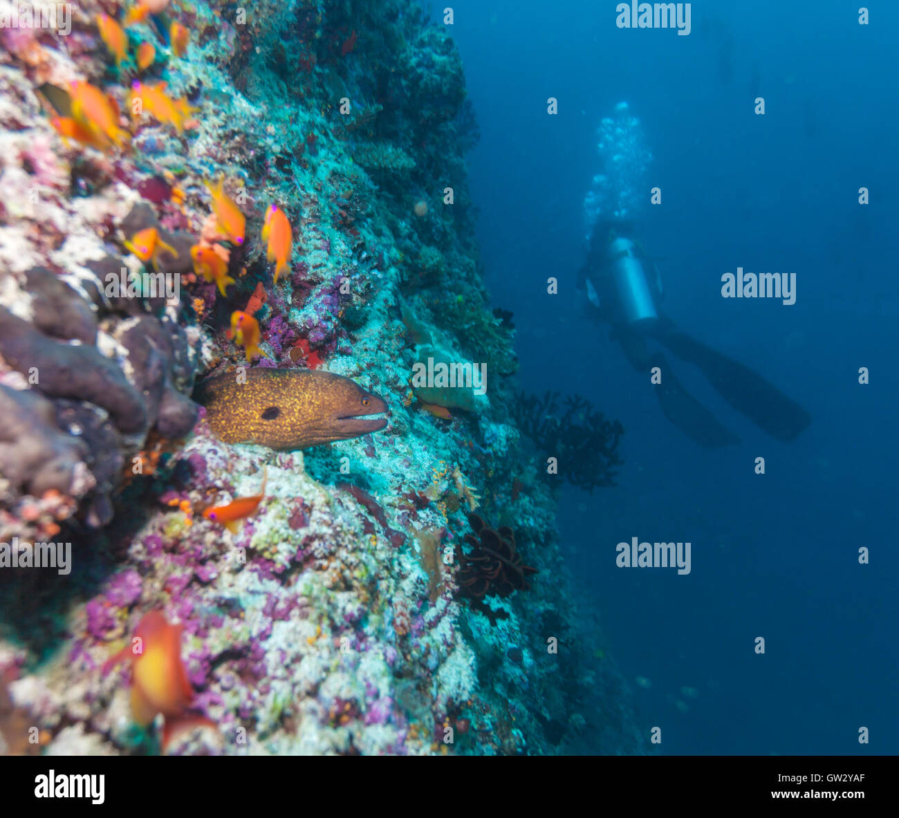 La murène géante (Gymnothorax javanicus) et silhouette de plongeur, Maldives Banque D'Images