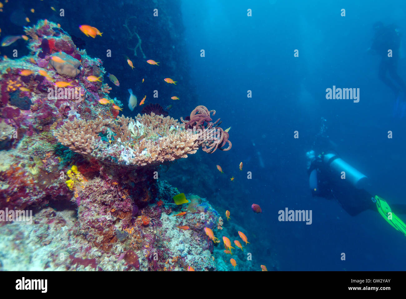 Coraux durs avec des lys de mer, Maldives Banque D'Images