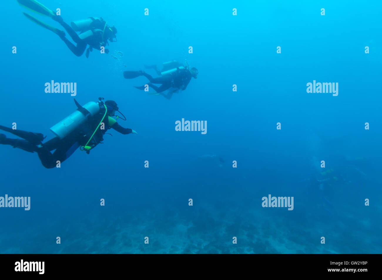 Groupe de plongeurs aller loin et Manta Ray, Maldives Banque D'Images