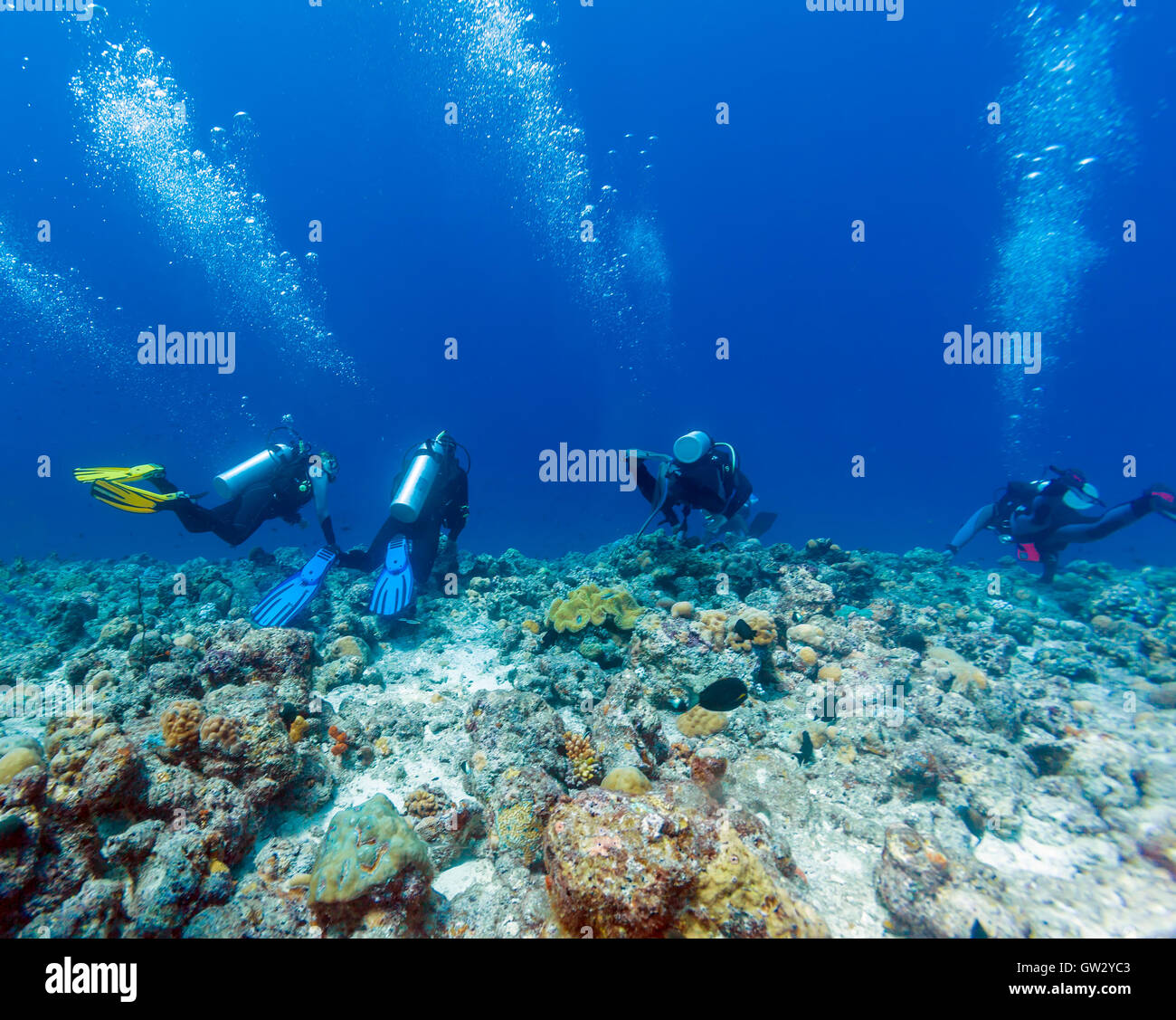 Groupe de plongeurs pendaison le mur du récif à fort courant, Maldives Banque D'Images