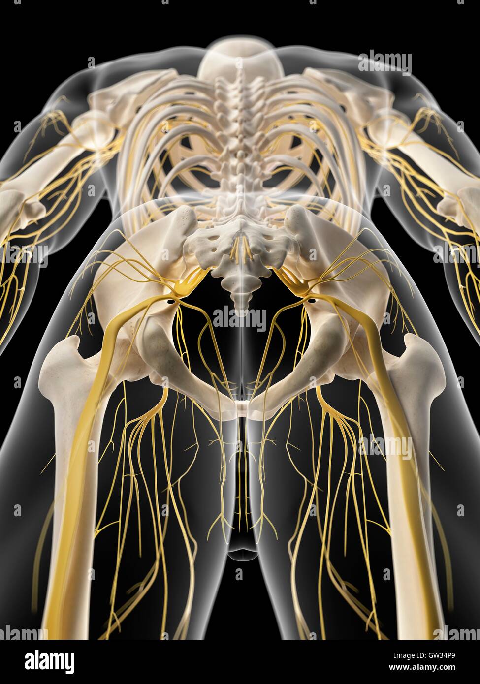 Système Nerveux humain du bassin, de l'illustration Photo Stock - Alamy