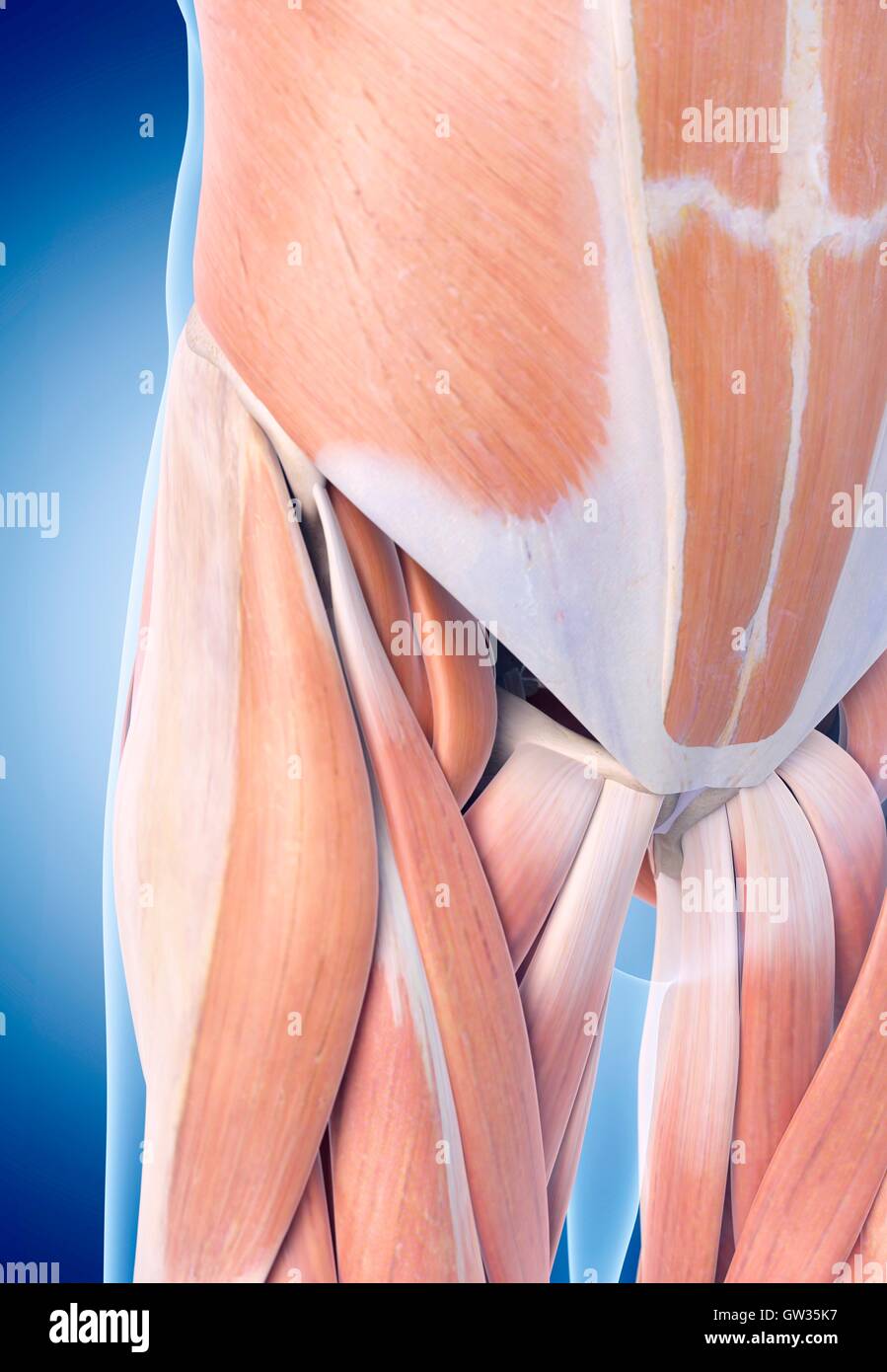 Les muscles de la hanche, de l'illustration. Banque D'Images