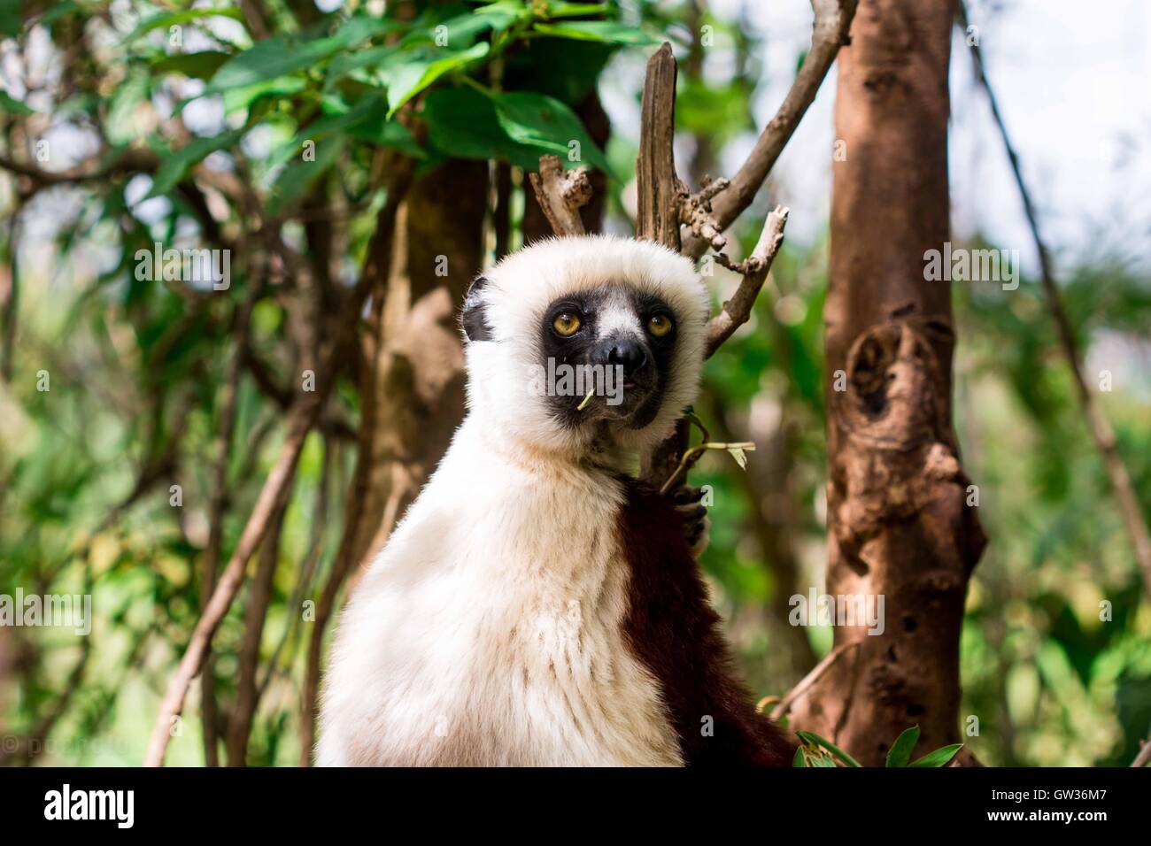 Des lémuriens sauvages à Madagascar Banque D'Images