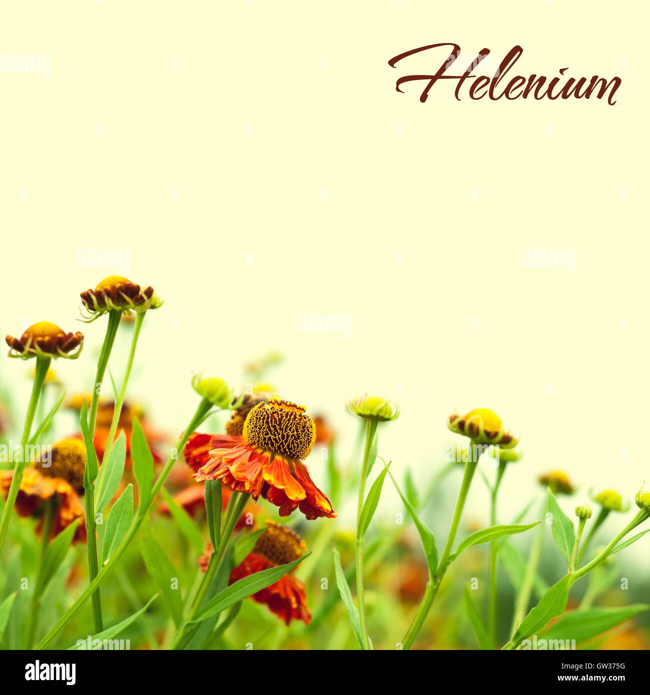 Helenium. Une photo d'harmonisation des couleurs est appliquée Banque D'Images