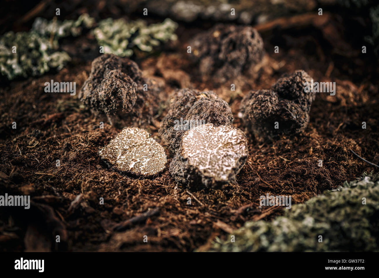 Chers champignons truffe noire rare Banque D'Images