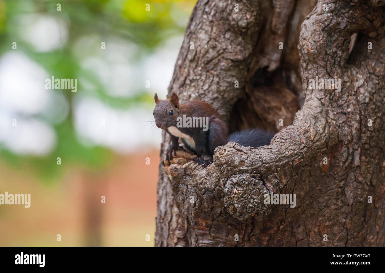 Écureuil sur un arbre, parc Tivoli, Ljubljana, Slovénie Banque D'Images