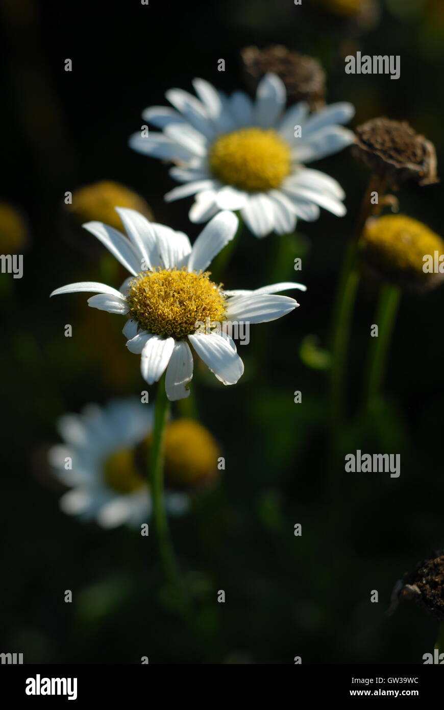 Fin de l'été dans le jardin avec daisies Banque D'Images