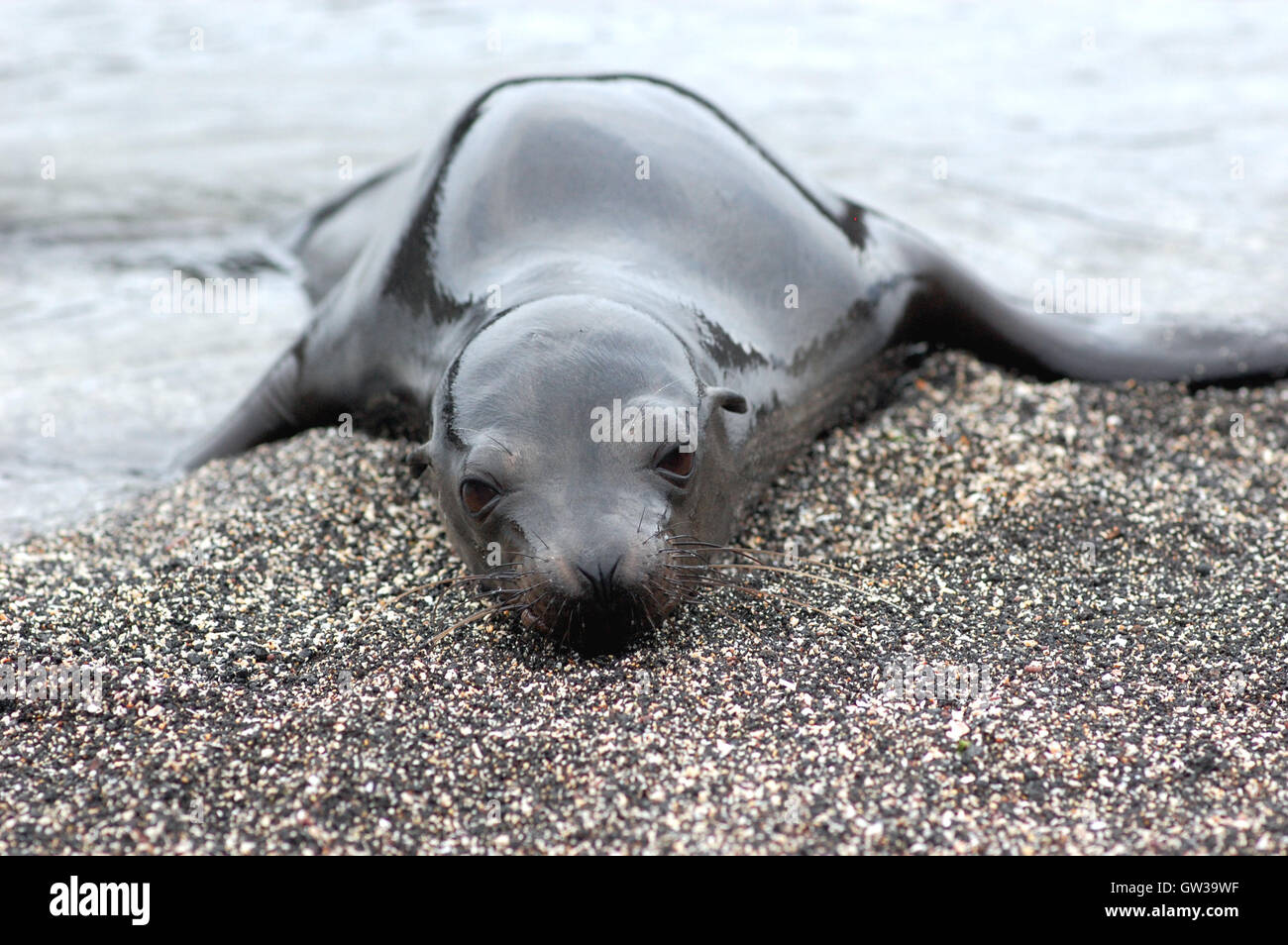 Lonely pup lion de mer sur la plage de Galapagos Banque D'Images