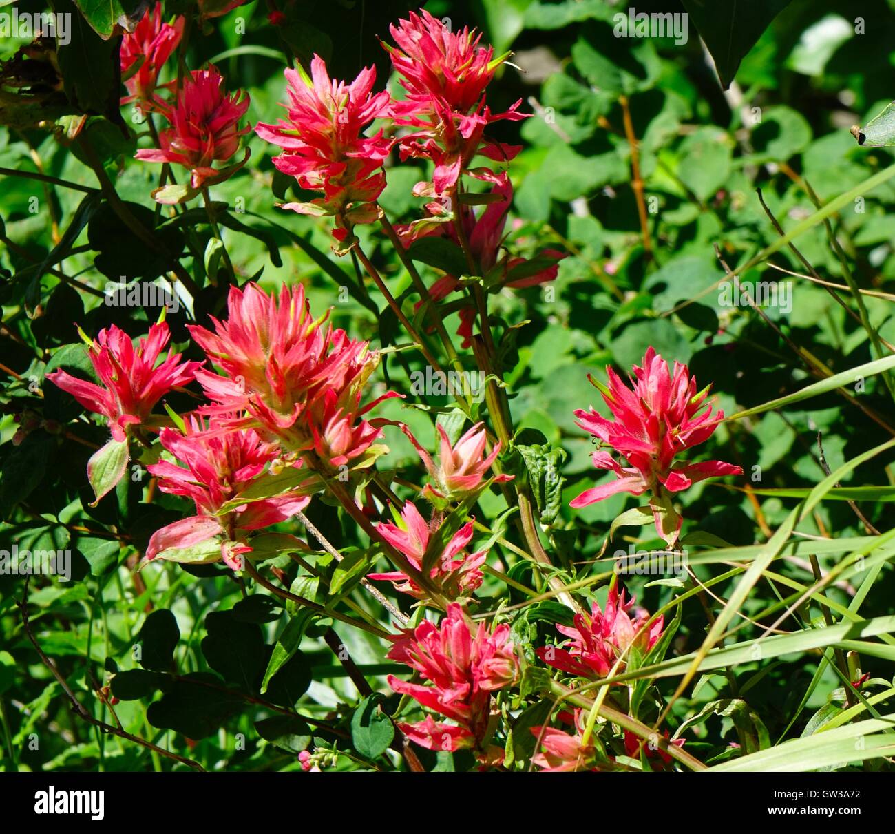 Indian paintbrush, Castilleja, dans les Montagnes Rocheuses Banque D'Images