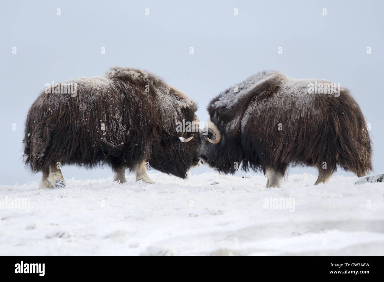 Le boeuf musqué combats en hiver, la Norvège Banque D'Images