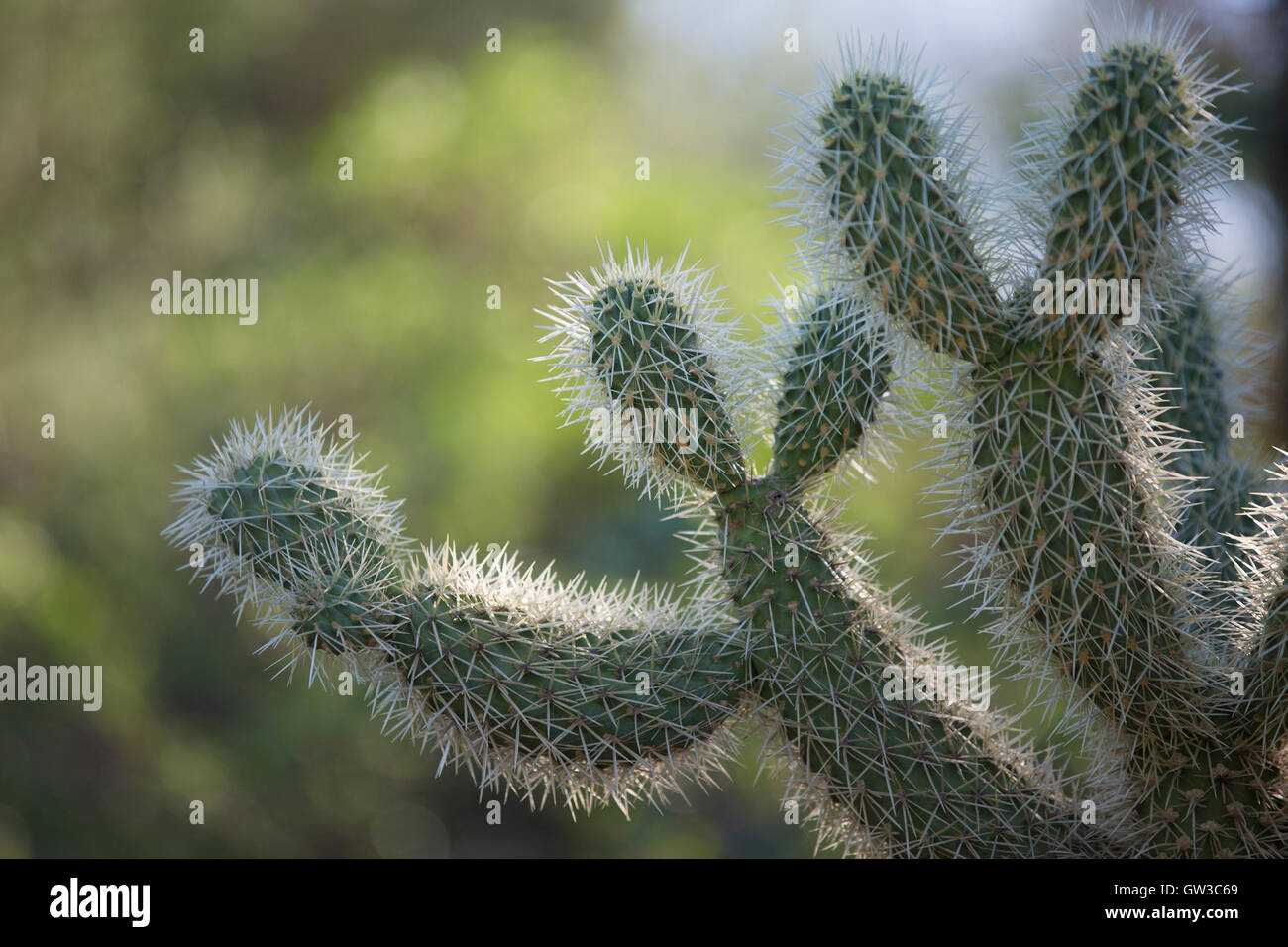 Teddy Bear Cholla cactus (Opuntia bigelovii) à l'Arizona Sonora Desert Museum Banque D'Images