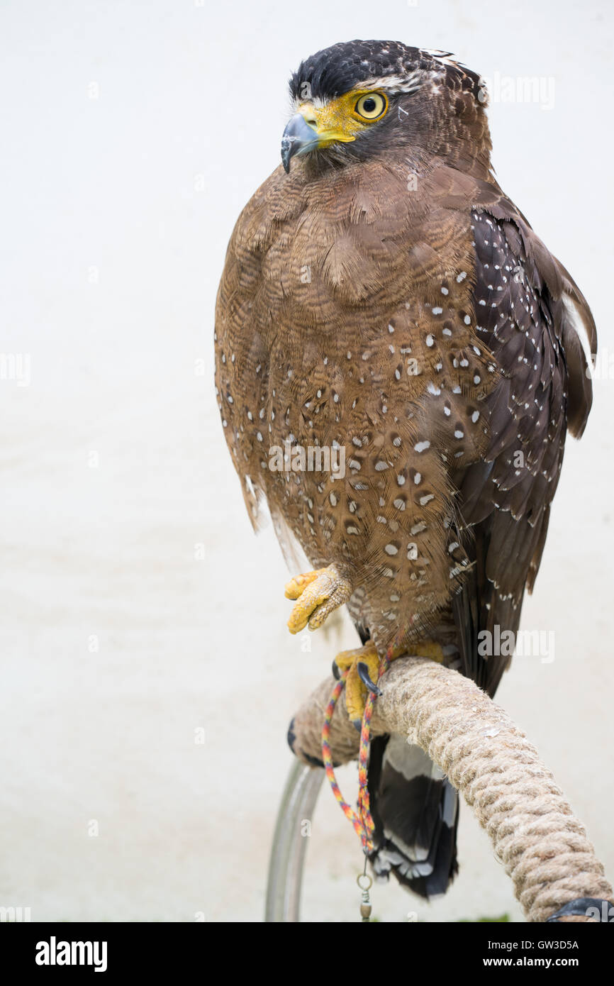 Serpent Crested eagle ( Spilornis cheela ) étaient liés à une perche Banque D'Images