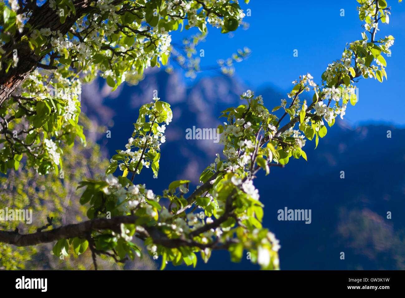 Vue rapprochée de la randonnée sur les montagnes de l'himalaya.belle fin de saison d'été.fond vert.Photo horizontale ciel nuageux trois terrasses montagneuses.pas de l'image corporelle. Banque D'Images