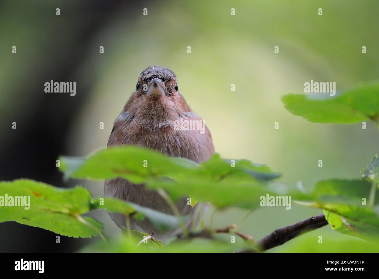 Common Chaffinch masculins (Fringilla coelebs) en automne. La Russie, dans la région de Moscou Banque D'Images