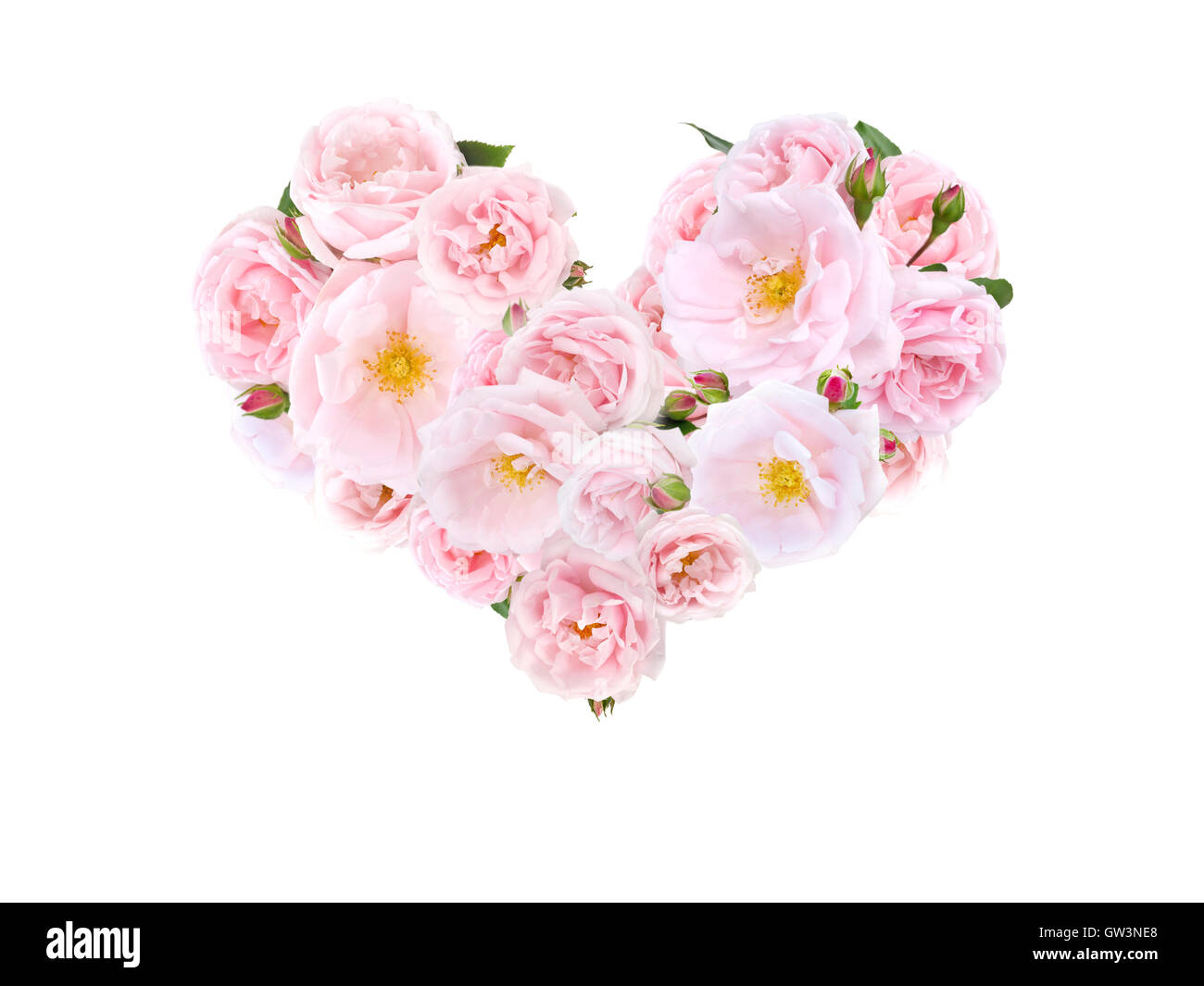 Coeur de roses rose pâle et les bourgeons isolated on white Banque D'Images