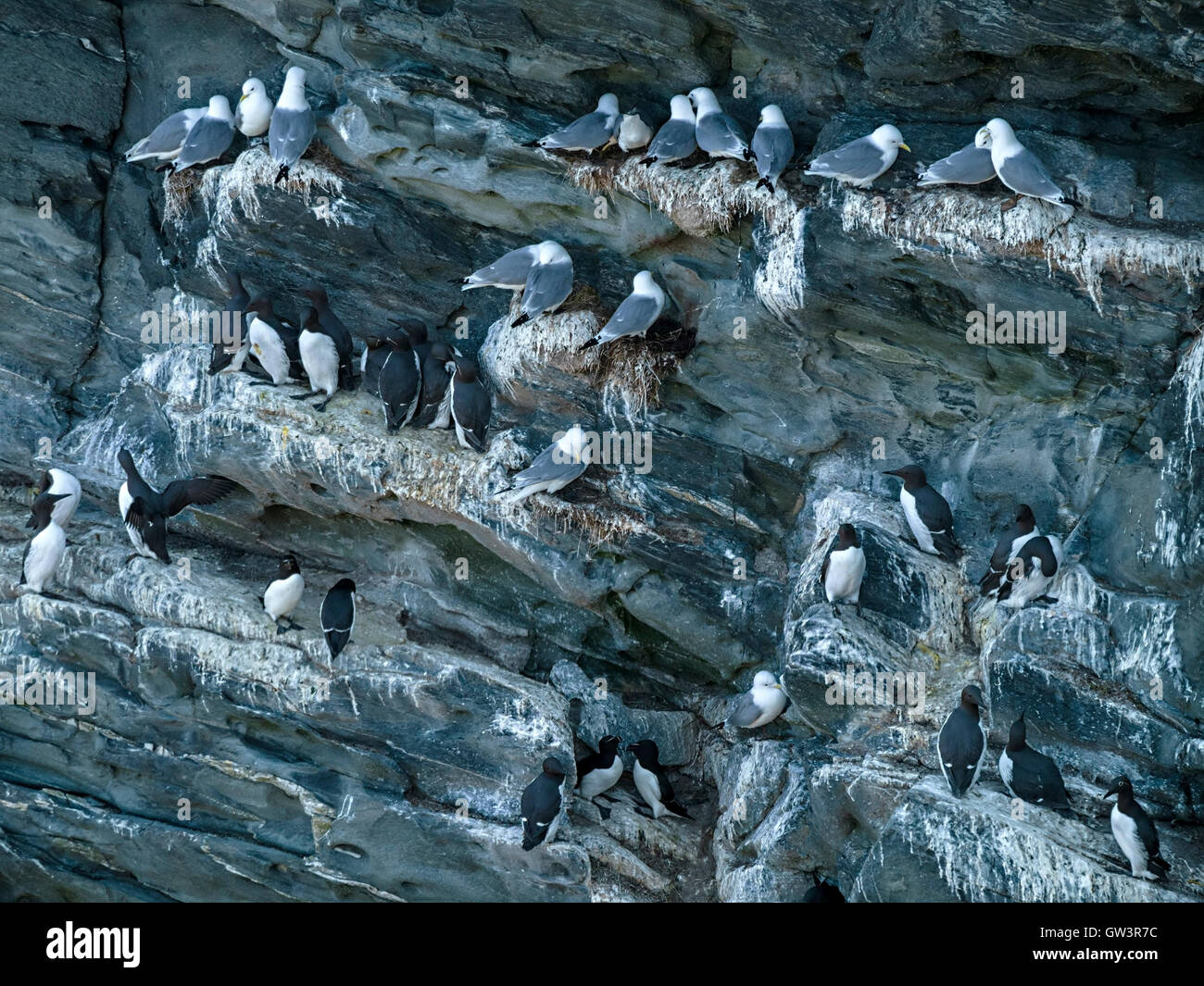 Des Mouettes tridactyles, des guillemots et pingouins oiseaux perchés sur les falaises de la mer à Pig's Paradise sur l'île de Colonsay, Ecosse, Royaume-Uni. Banque D'Images