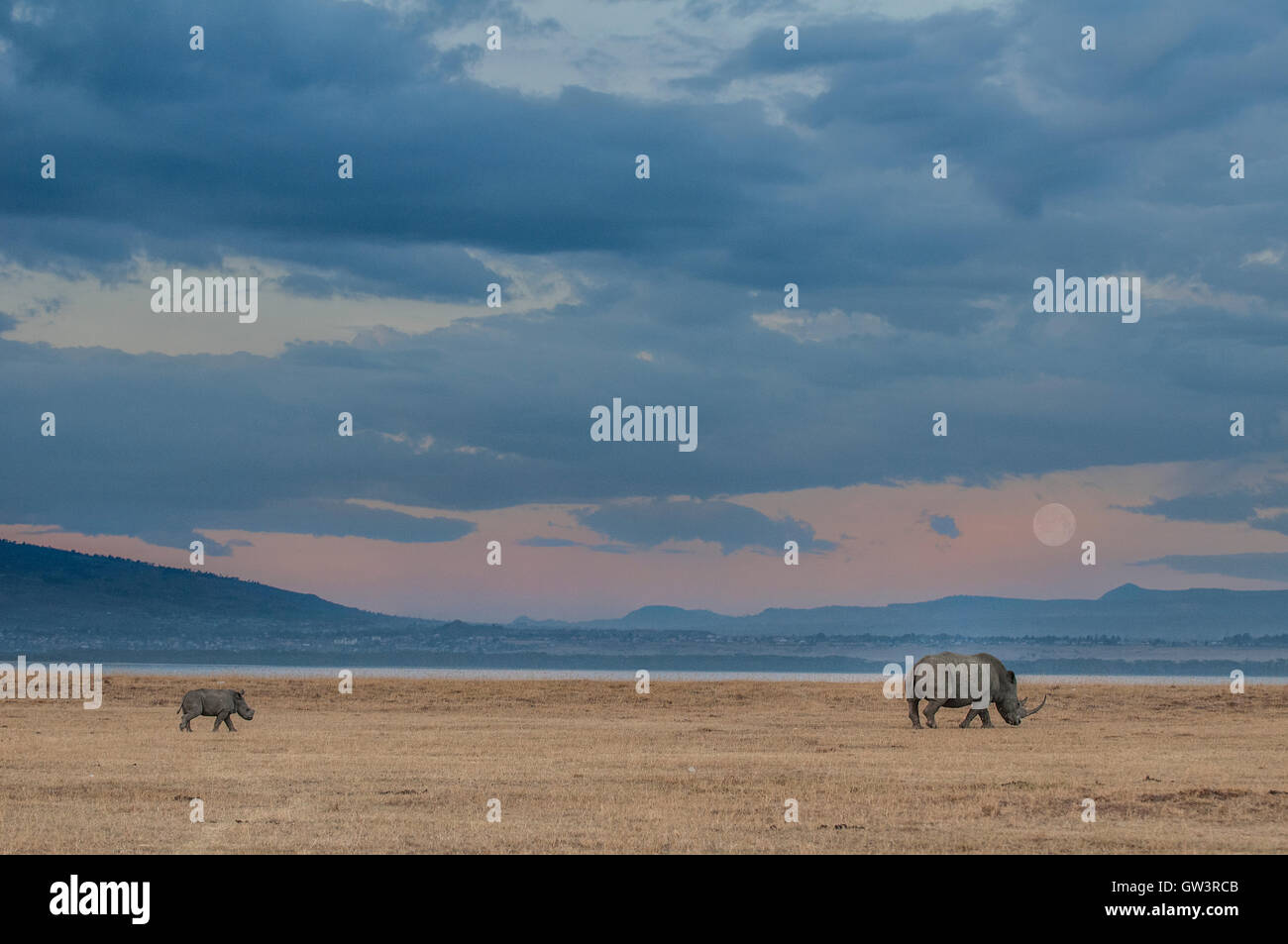 Une mère et son bébé rhinocéros à pied au clair de lune Banque D'Images